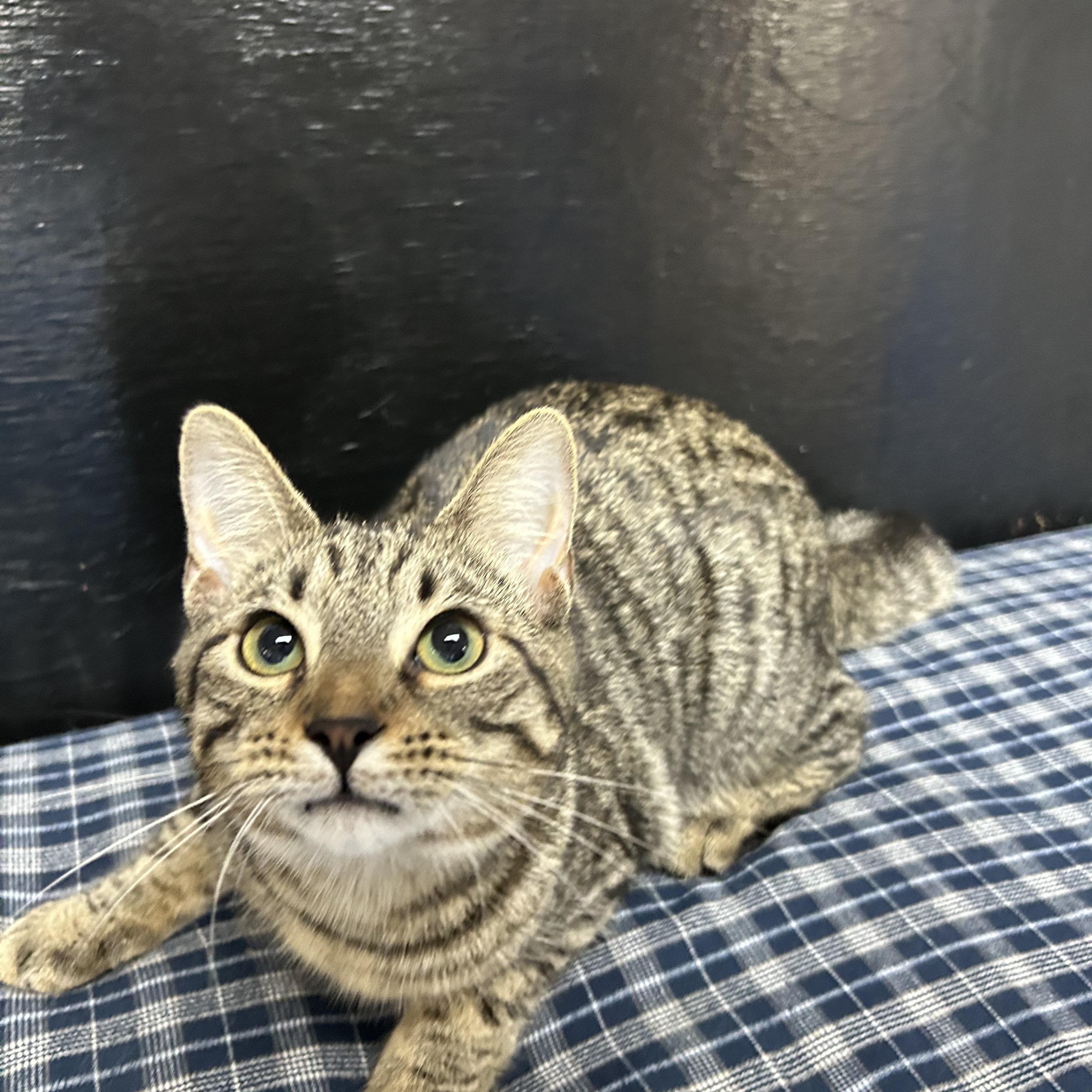 Enlarge Raeve, an adopted Domestic Short Hair in White Oak, PA image 4/4