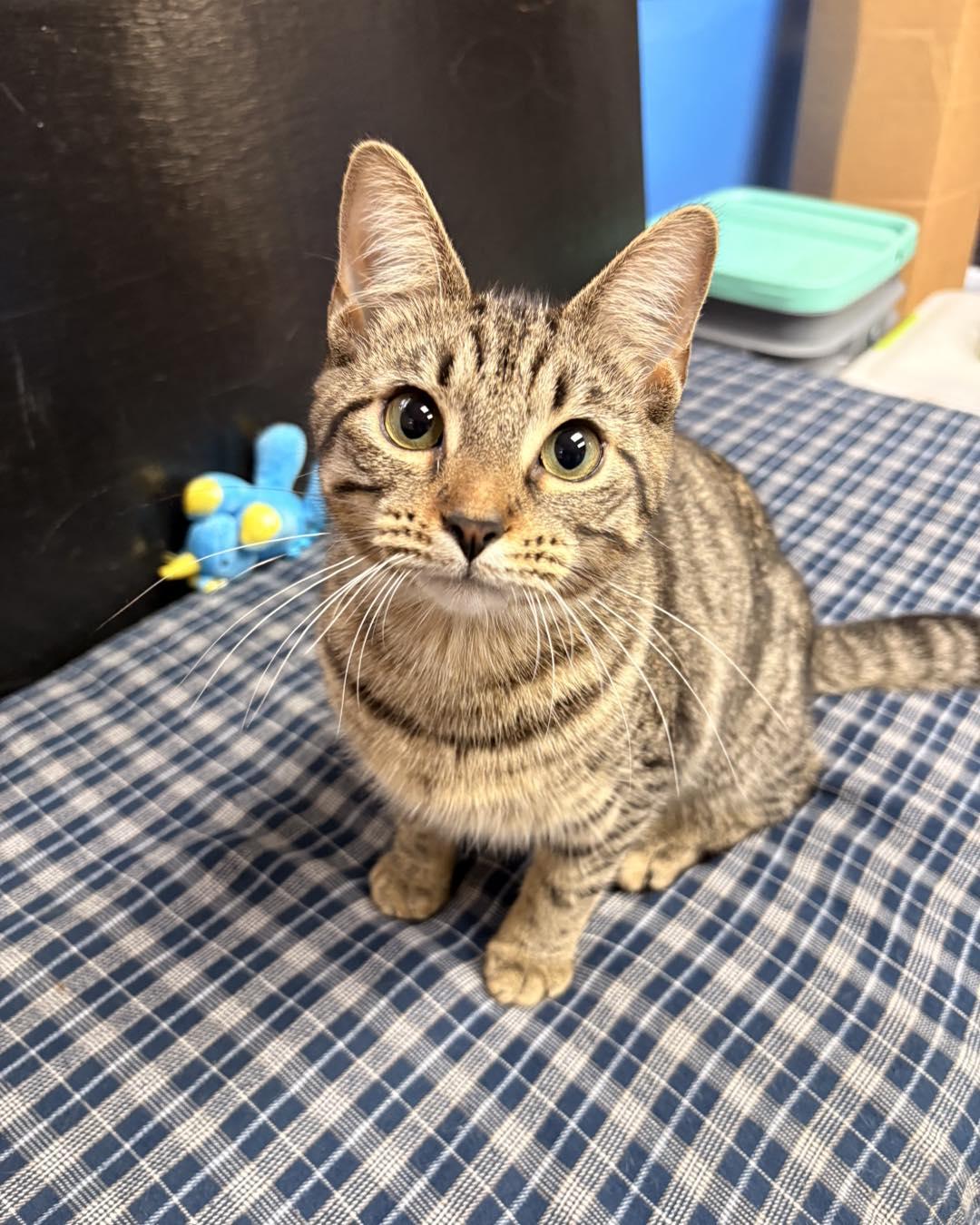 Enlarge Raeve, an adopted Domestic Short Hair in White Oak, PA image 1/4