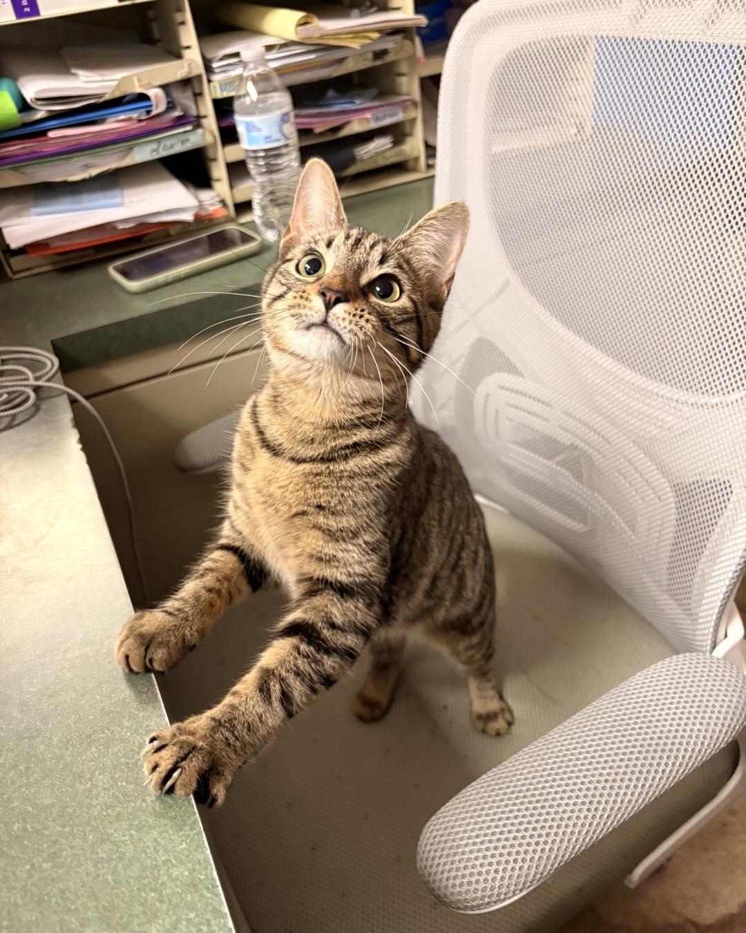 Enlarge Raeve, an adopted Domestic Short Hair in White Oak, PA image 3/4