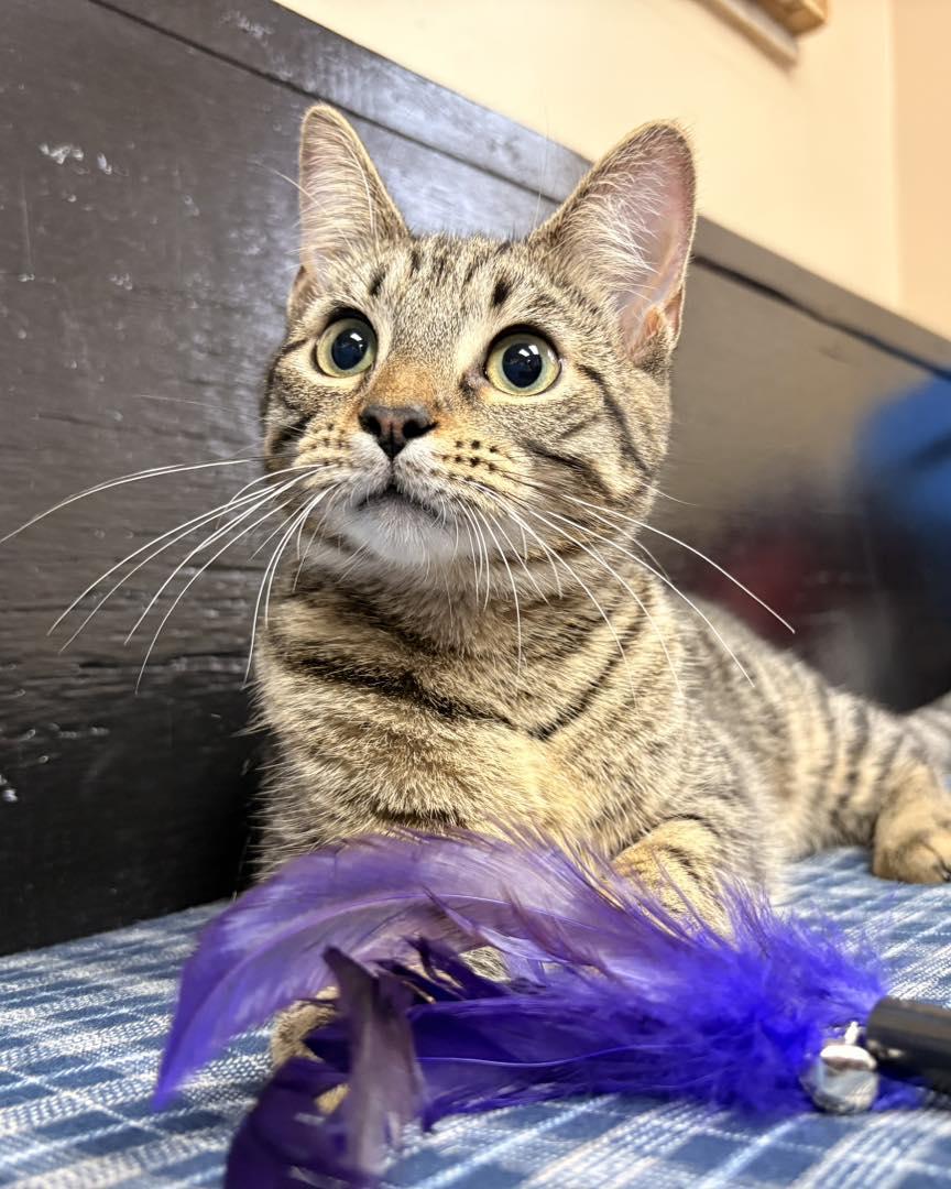 Enlarge Raeve, an adopted Domestic Short Hair in White Oak, PA image 2/4