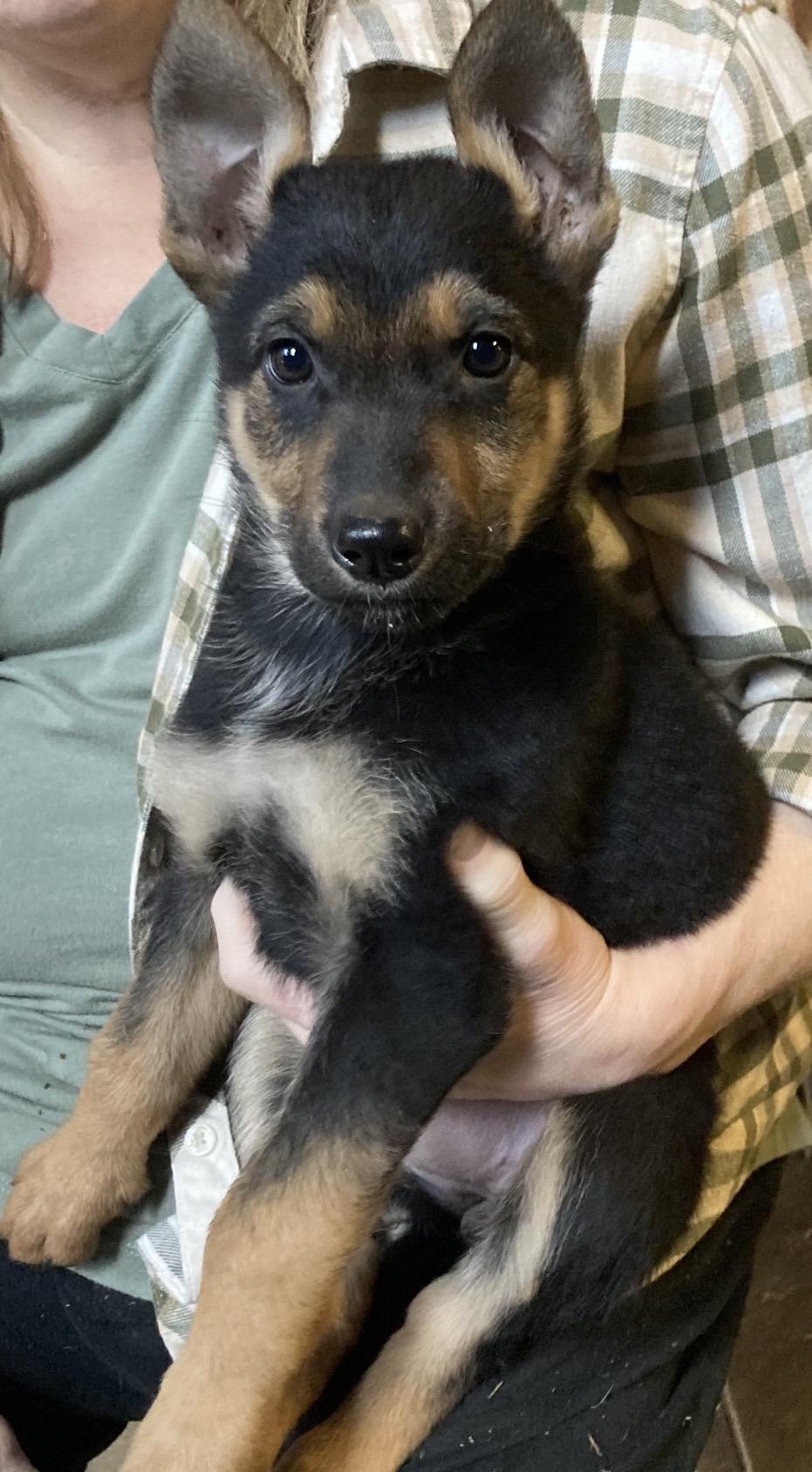 Enlarge Veruca Salt, a ADOPTABLE German Shepherd Dog in Beaverton, OR image 1/1