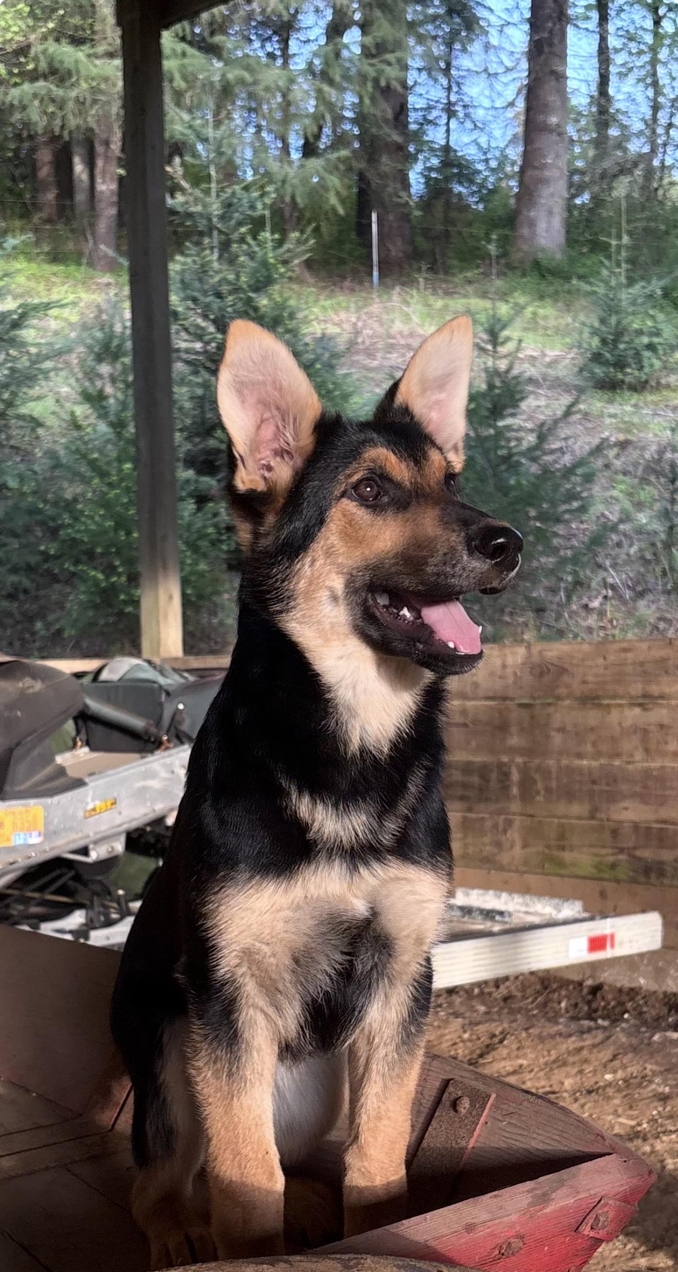 Enlarge Veruca Salt, a ADOPTABLE German Shepherd Dog in Beaverton, OR image 1/2