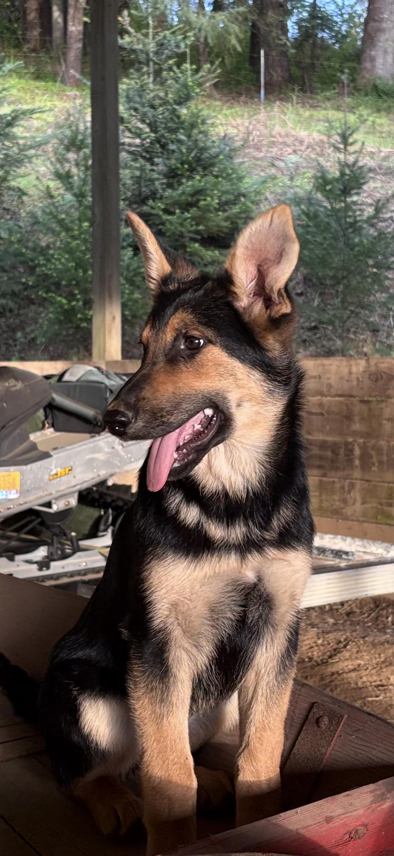 Enlarge Veruca Salt, a ADOPTABLE German Shepherd Dog in Beaverton, OR image 2/2