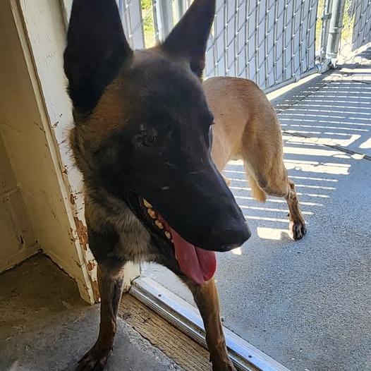 26-415, Adoptable, Adult Male Belgian Shepherd / Malinois.