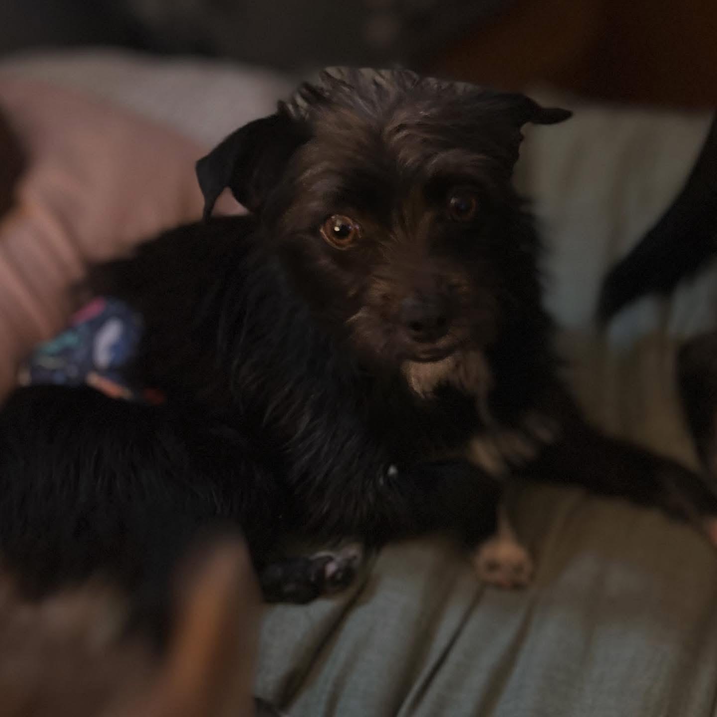 Enlarge Chewie, an adopted mixed breed in West Falls, NY image 2/4