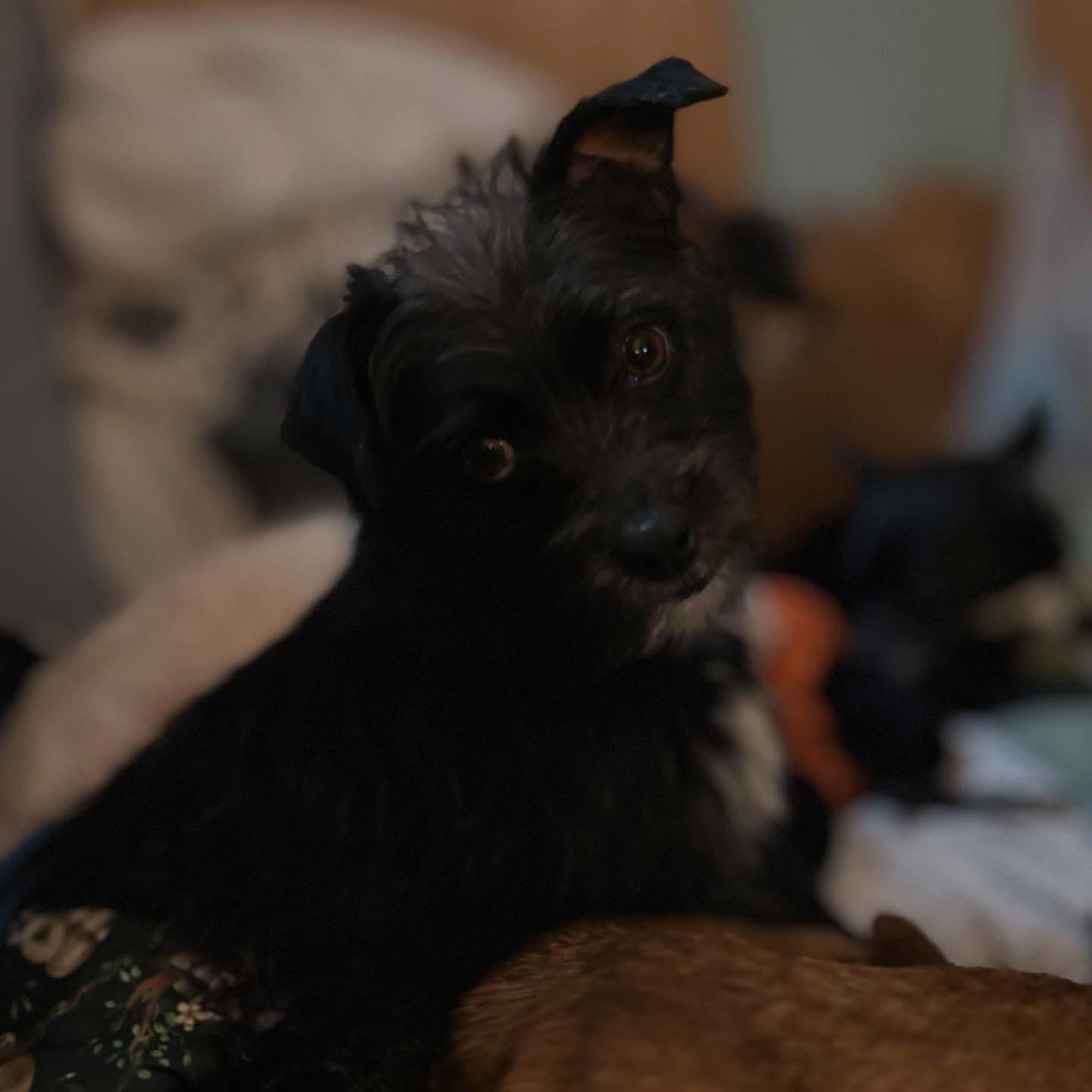 Enlarge Chewie, an adopted mixed breed in West Falls, NY image 3/4