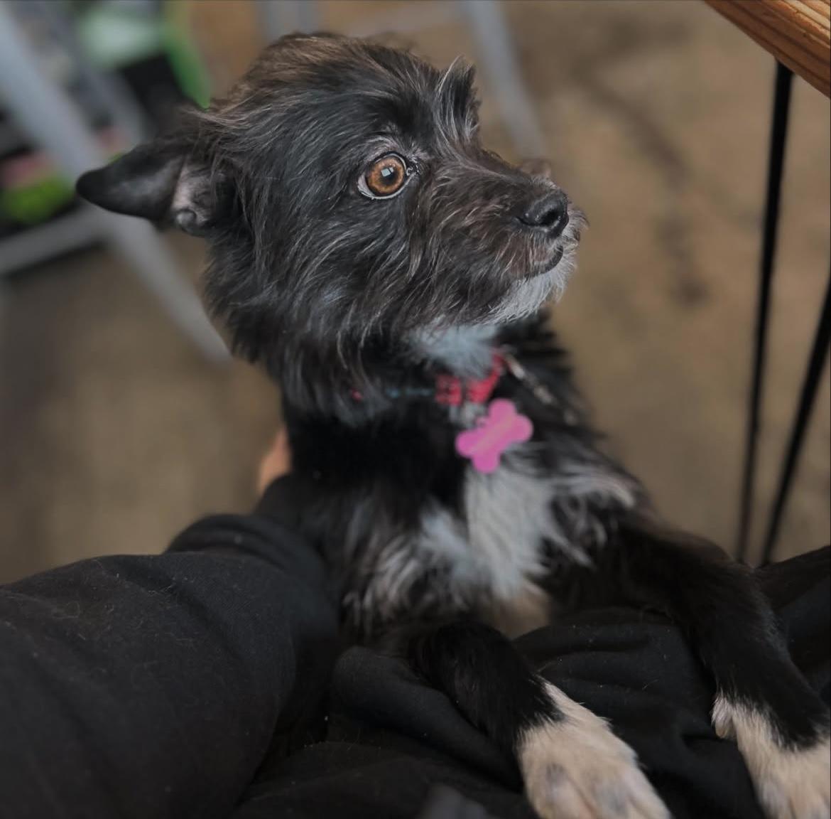 Chewie, ADOPTABLE, Young Male Yorkshire Terrier & Terrier.