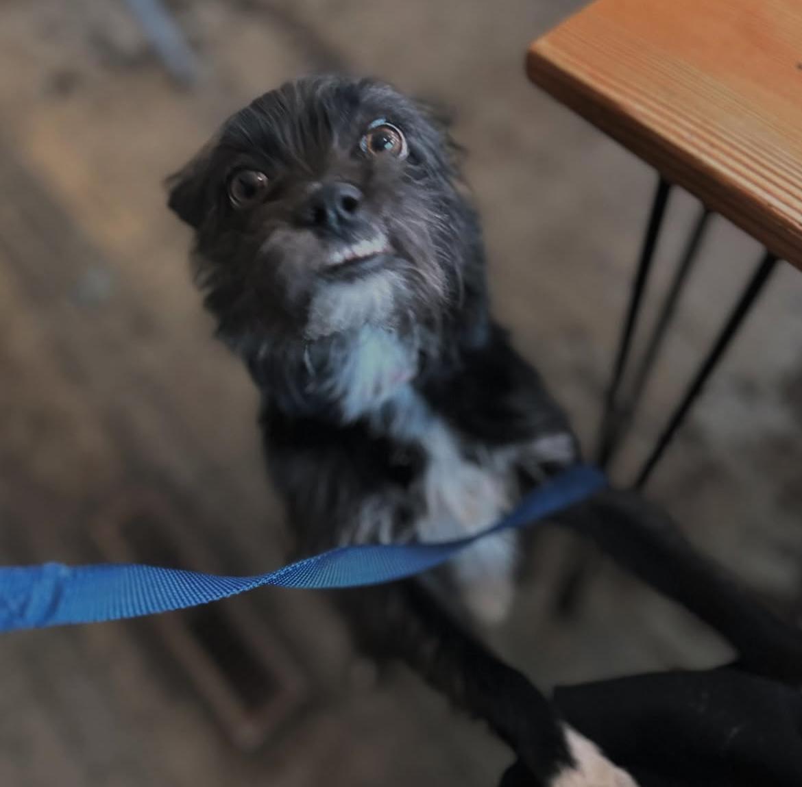 Enlarge Chewie, an adopted mixed breed in West Falls, NY image 4/4