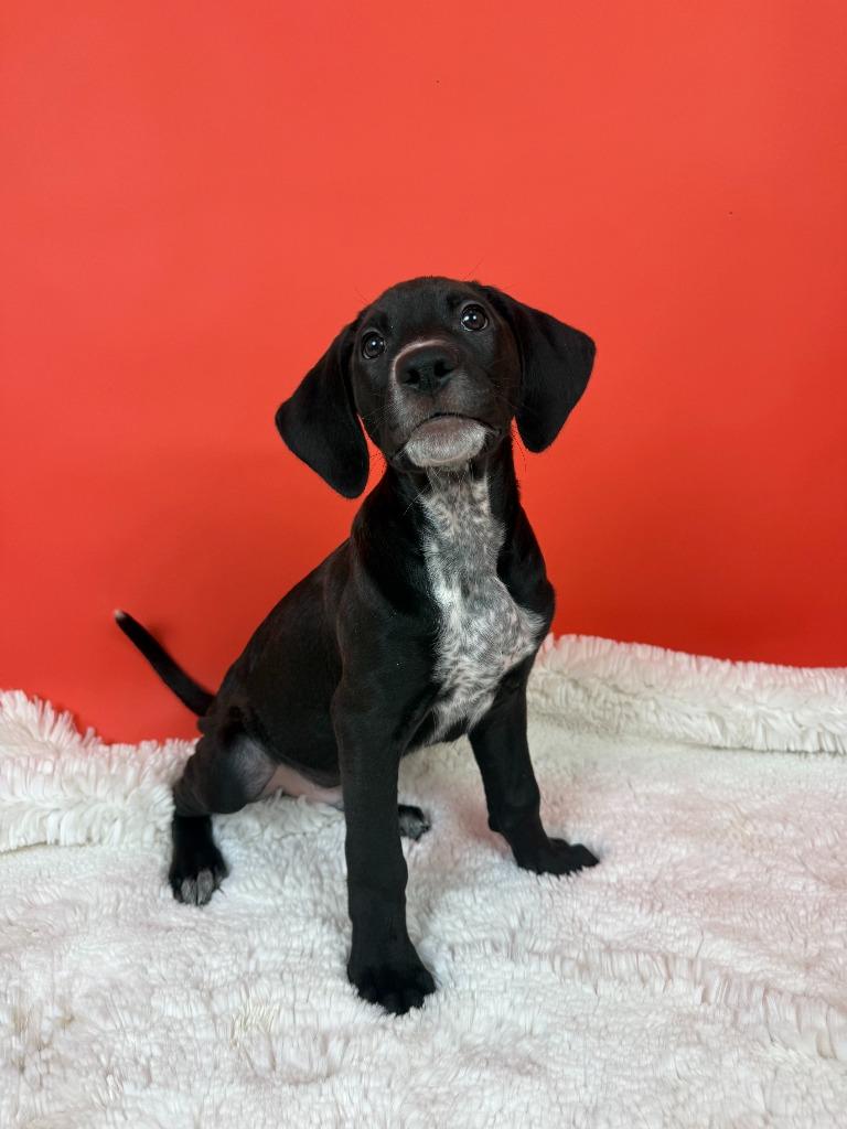 Enlarge Racketeer, a Adoptable mixed breed in Phoenix, AZ image 1/5