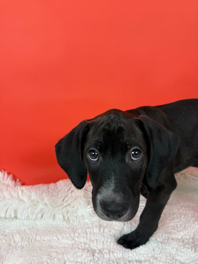 Enlarge Racketeer, a Adoptable mixed breed in Phoenix, AZ image 2/5