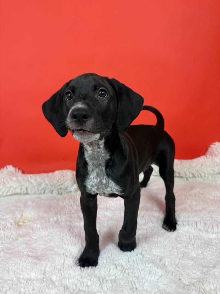 Enlarge Racketeer, a Adoptable mixed breed in Phoenix, AZ image 4/5