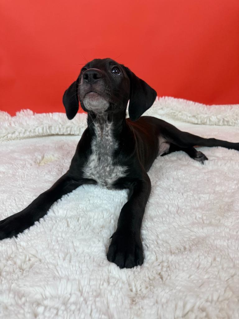 Enlarge Racketeer, a Adoptable mixed breed in Phoenix, AZ image 5/5