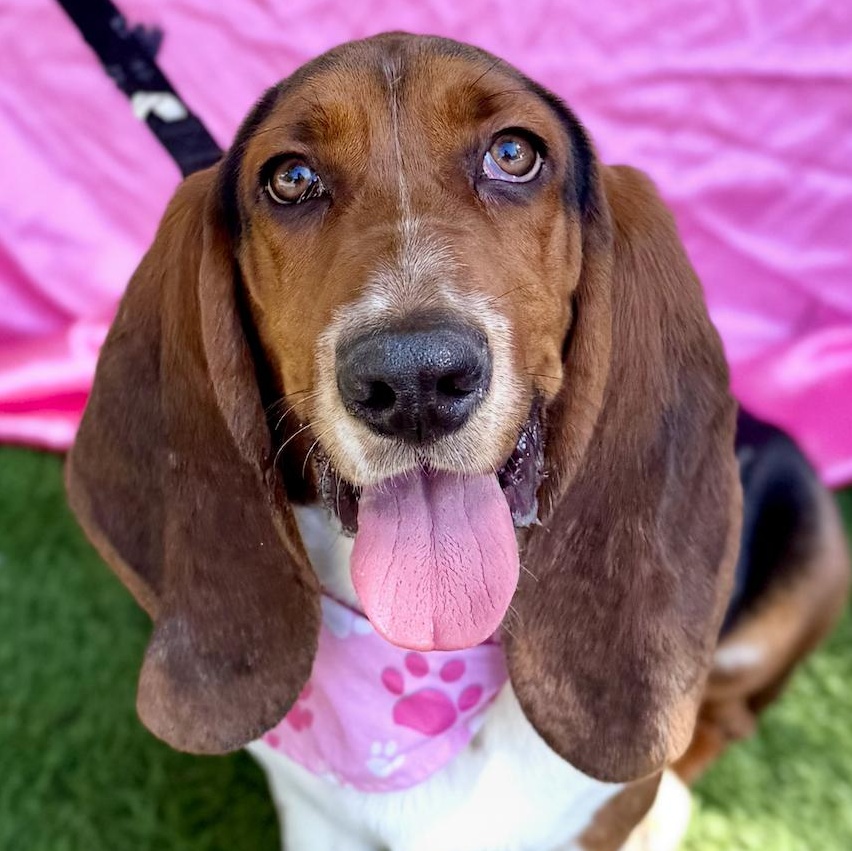 CHERRY, adopted, Puppy Female Basset Hound.