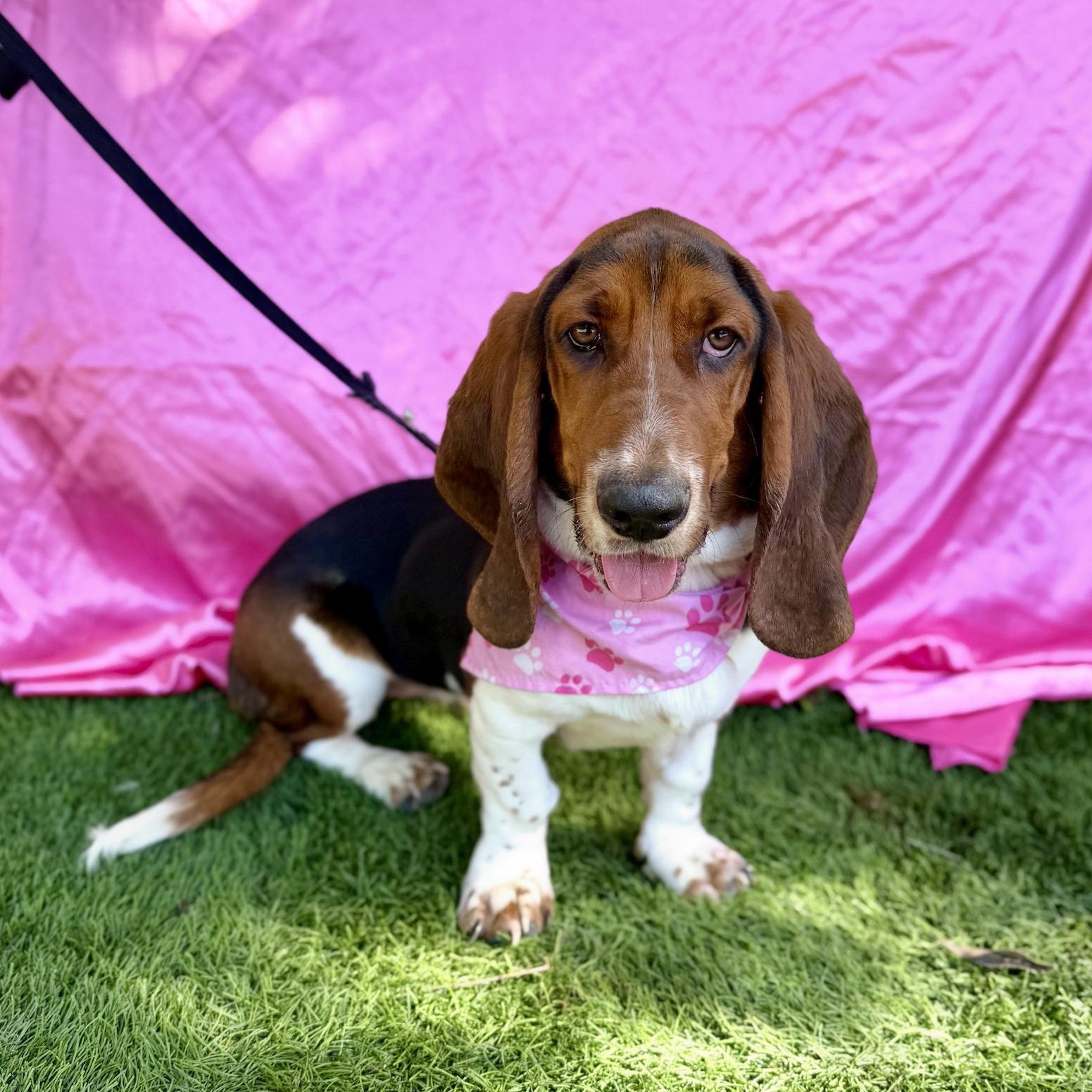 Enlarge CHERRY, an adopted Basset Hound in Rowland Heights, CA image 2/6