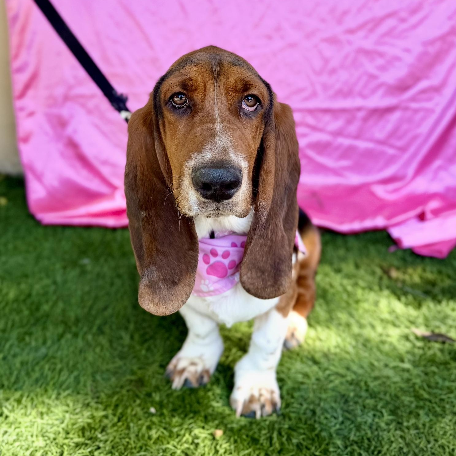 Enlarge CHERRY, an adopted Basset Hound in Rowland Heights, CA image 6/6