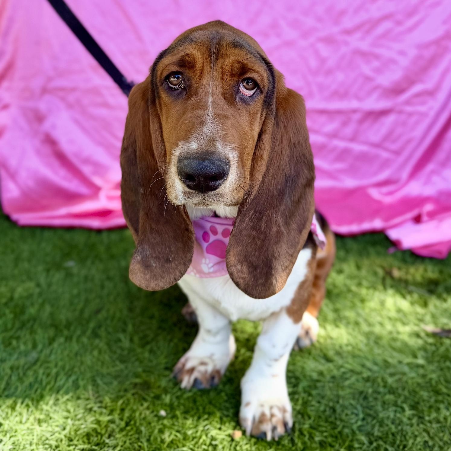 Enlarge CHERRY, an adopted Basset Hound in Rowland Heights, CA image 5/6
