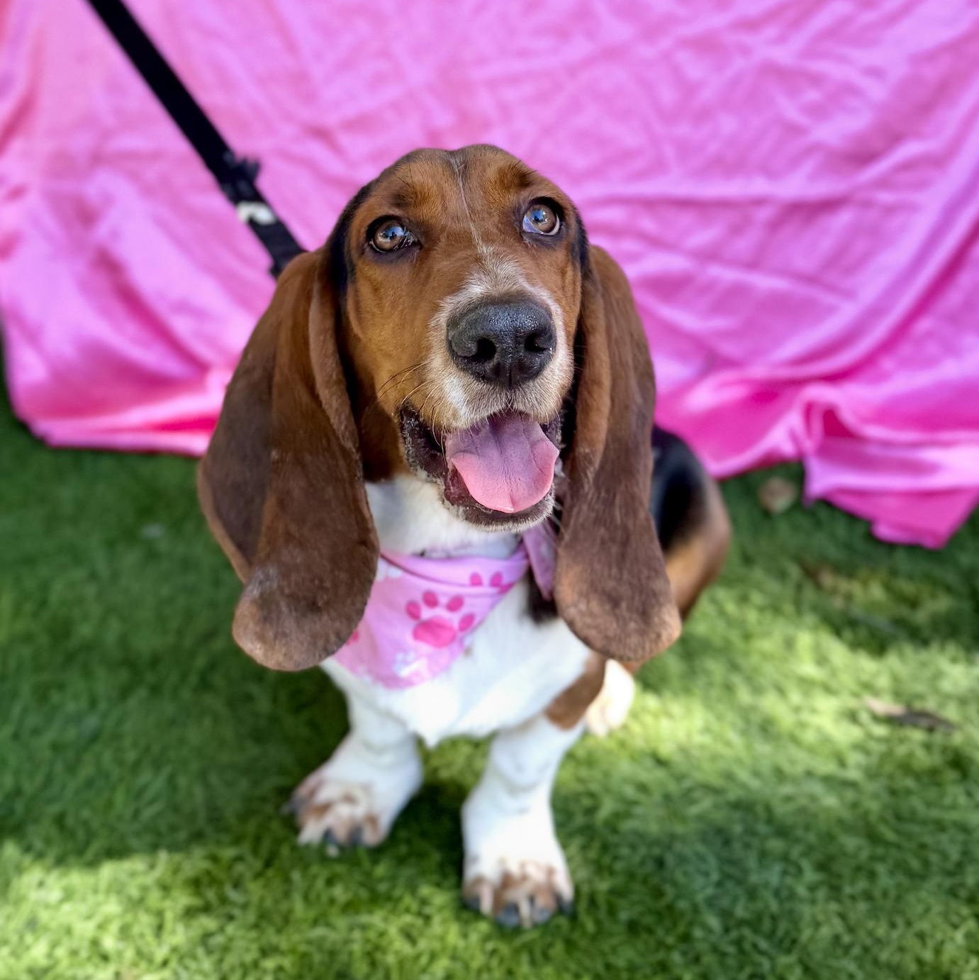Enlarge CHERRY, an adopted Basset Hound in Rowland Heights, CA image 4/6