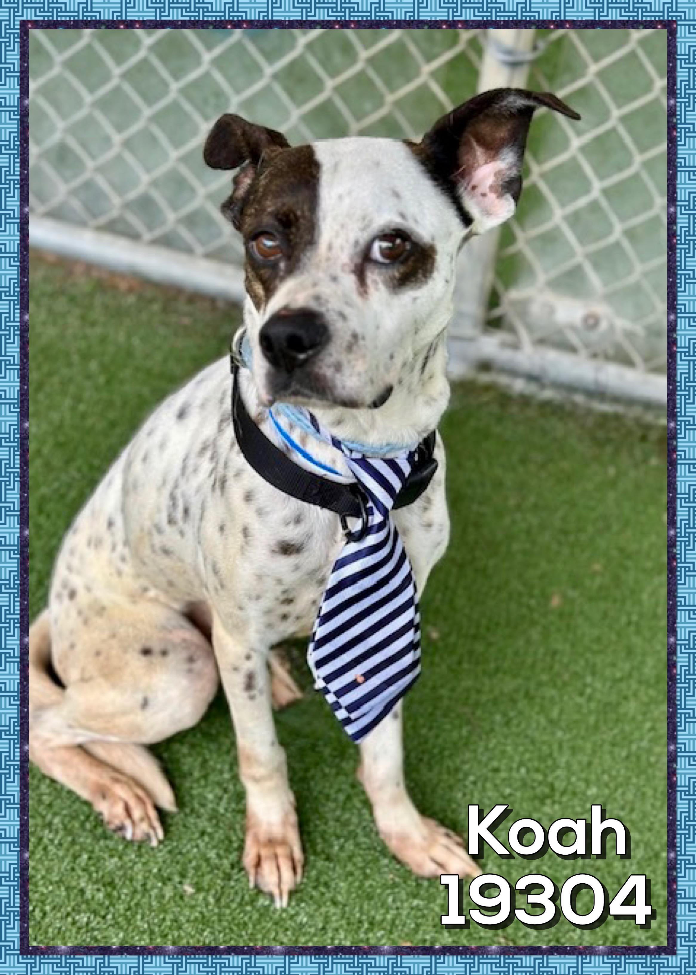 KOAH, a ADOPTABLE mixed breed in Marietta, GA image 3/6