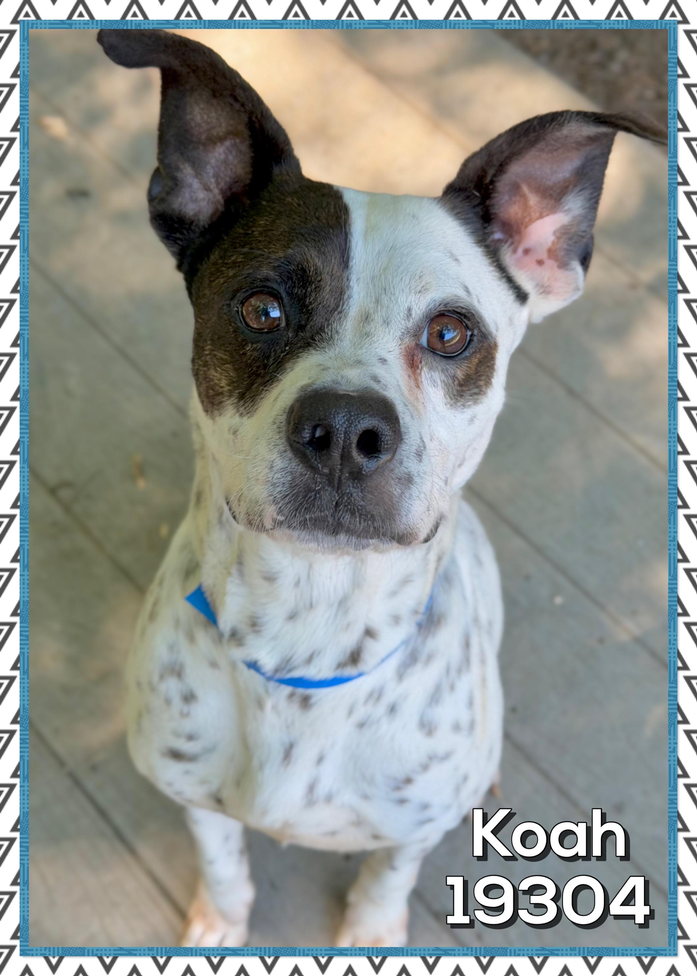 KOAH, a ADOPTABLE mixed breed in Marietta, GA image 2/6