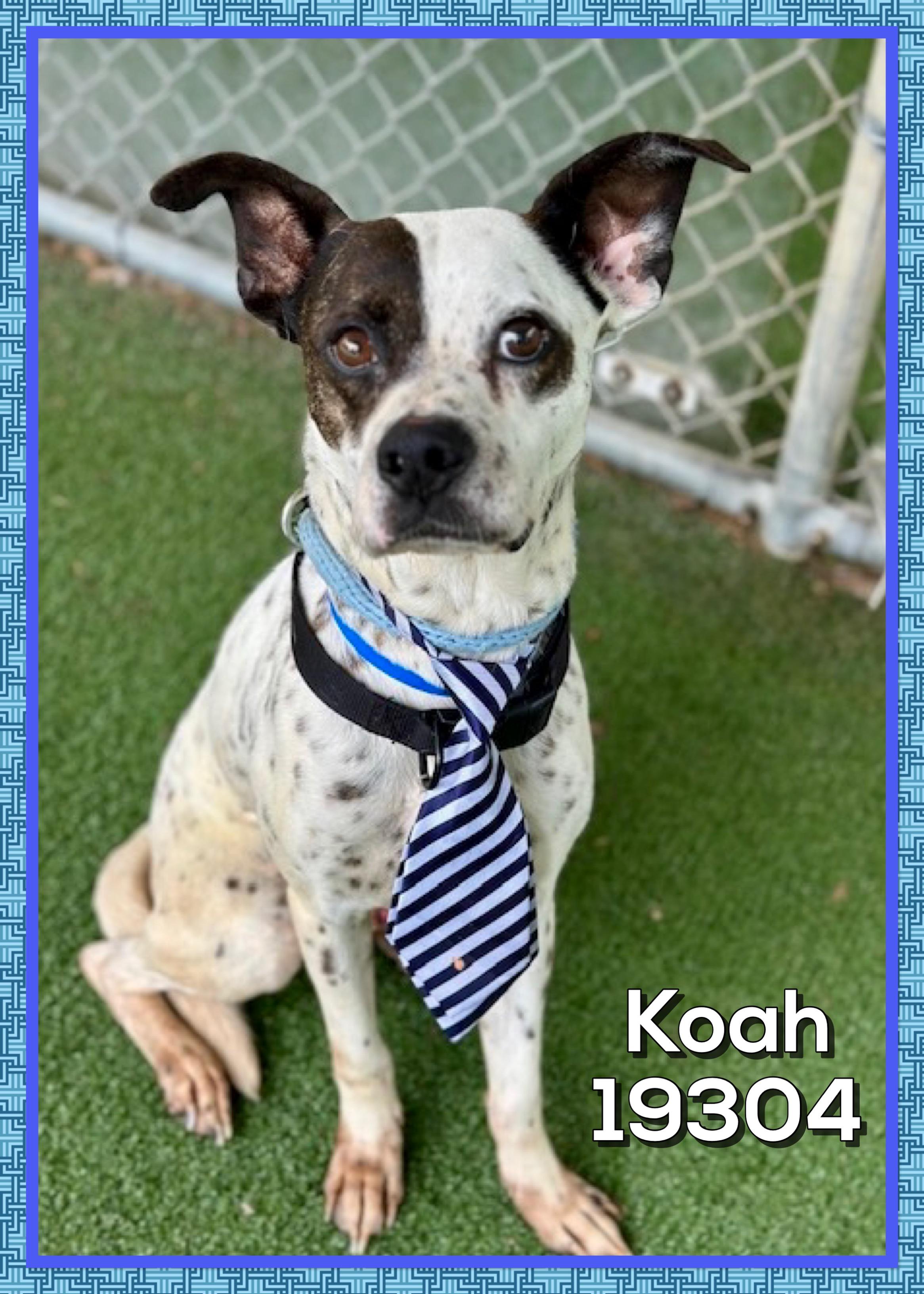 KOAH, a ADOPTABLE mixed breed in Marietta, GA image 1/6
