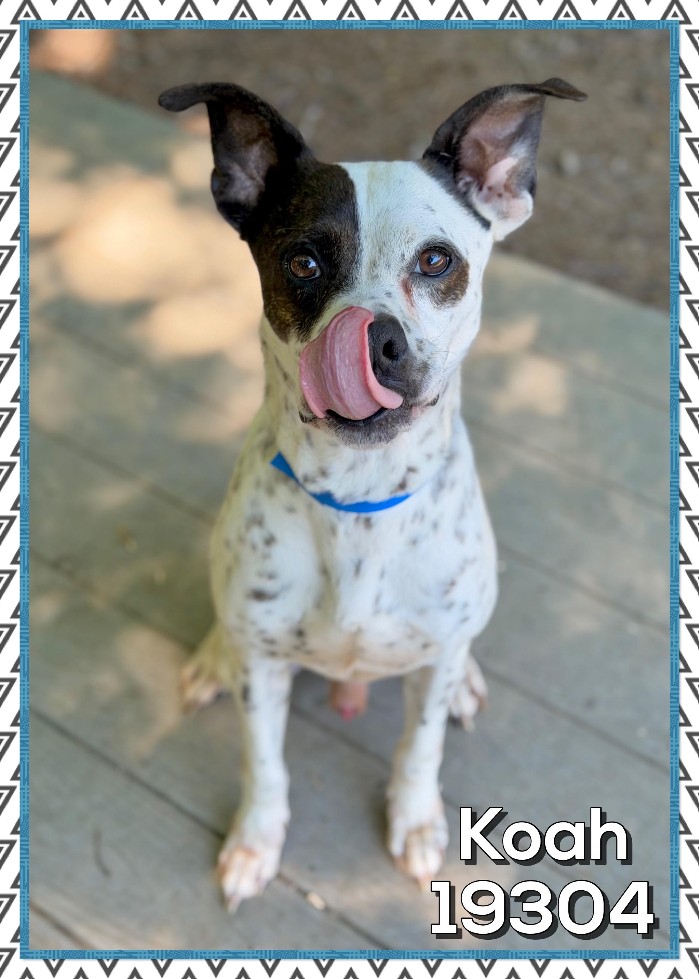 KOAH, a ADOPTABLE mixed breed in Marietta, GA image 4/6