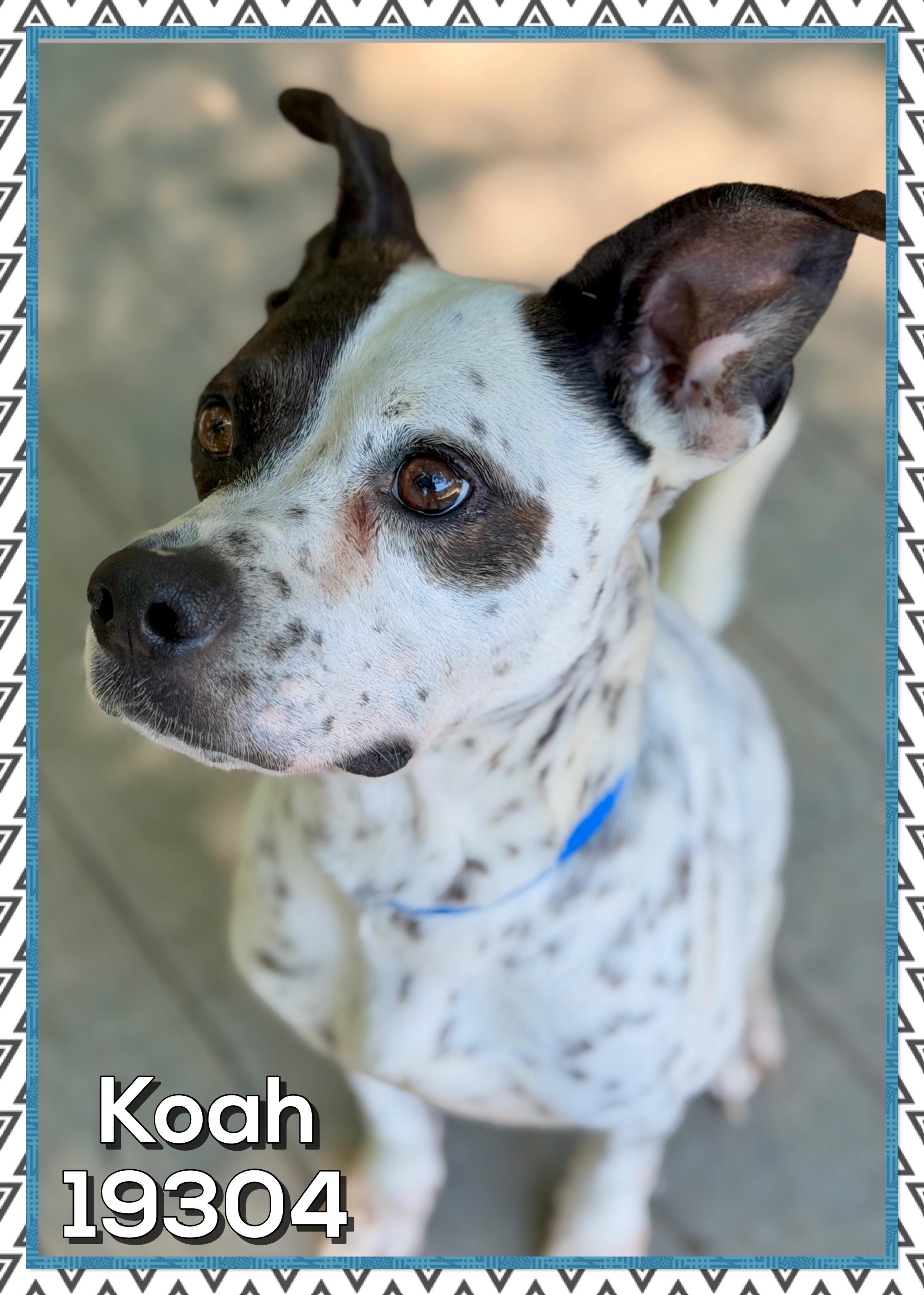 KOAH, a ADOPTABLE mixed breed in Marietta, GA image 6/6