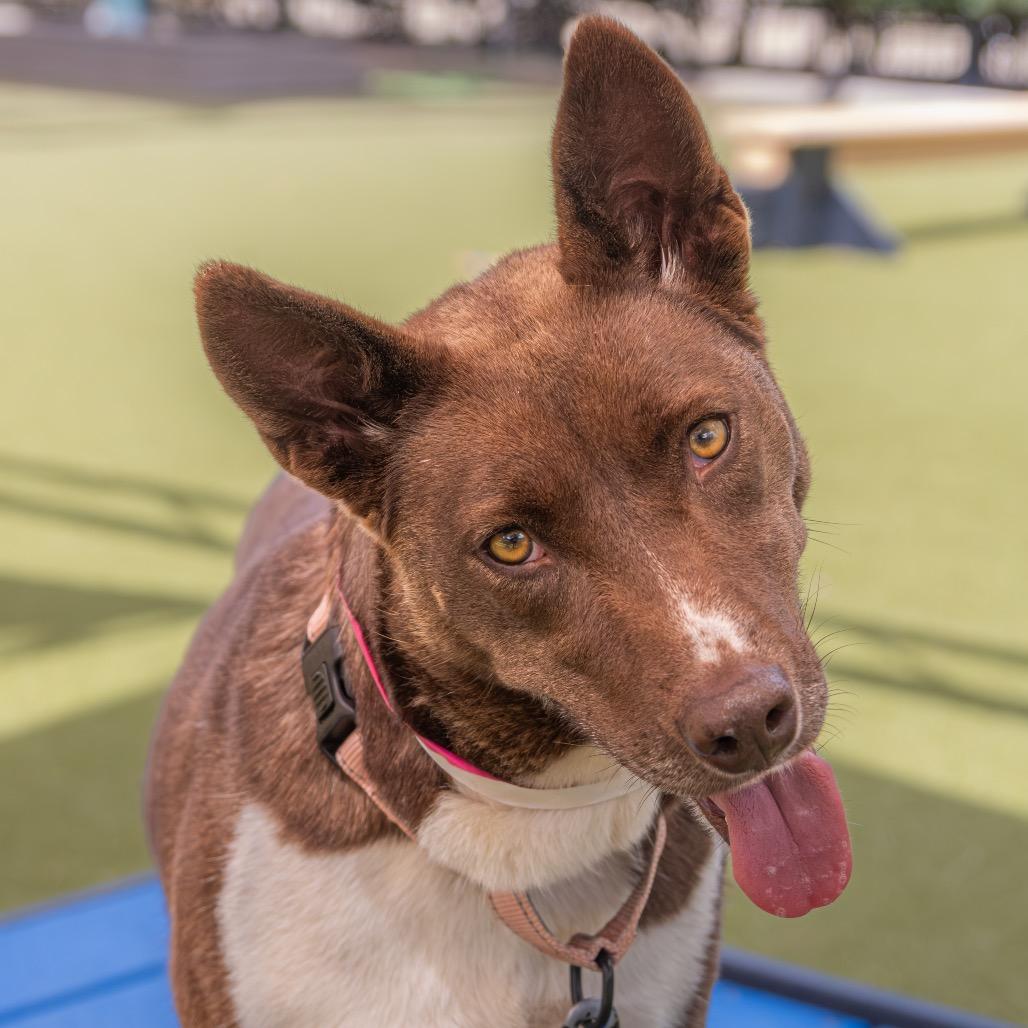 Sachi, Adoptable, Adult Female Australian Kelpie & Mixed Breed.