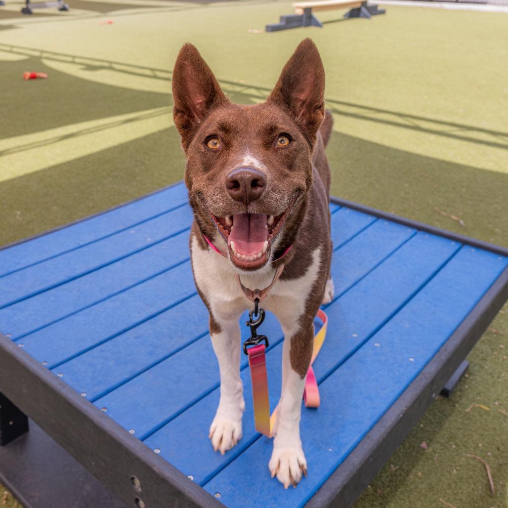 Sachi, a Adoptable mixed breed in Albuquerque, NM image 2/6