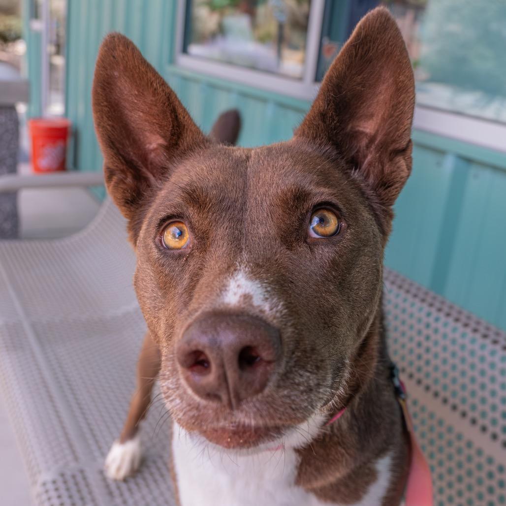 Sachi, a Adoptable mixed breed in Albuquerque, NM image 3/6