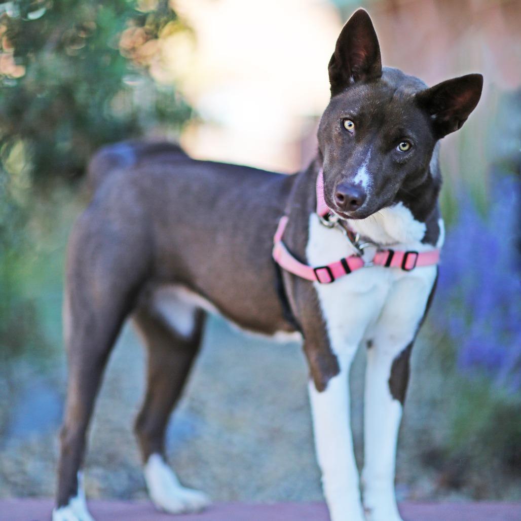 Sachi, a Adoptable mixed breed in Albuquerque, NM image 4/6