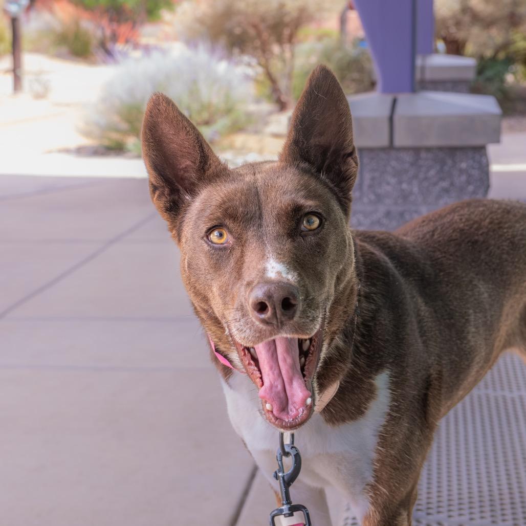 Sachi, a Adoptable mixed breed in Albuquerque, NM image 5/6