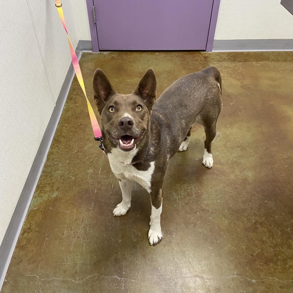 Sachi, a Adoptable mixed breed in Albuquerque, NM image 6/6