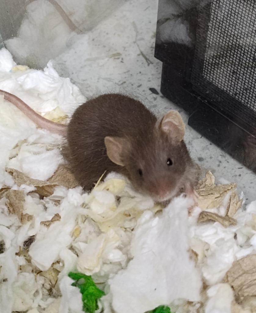 Enlarge Baguette, a Adoptable Mouse in Grand Forks, ND image 1/1
