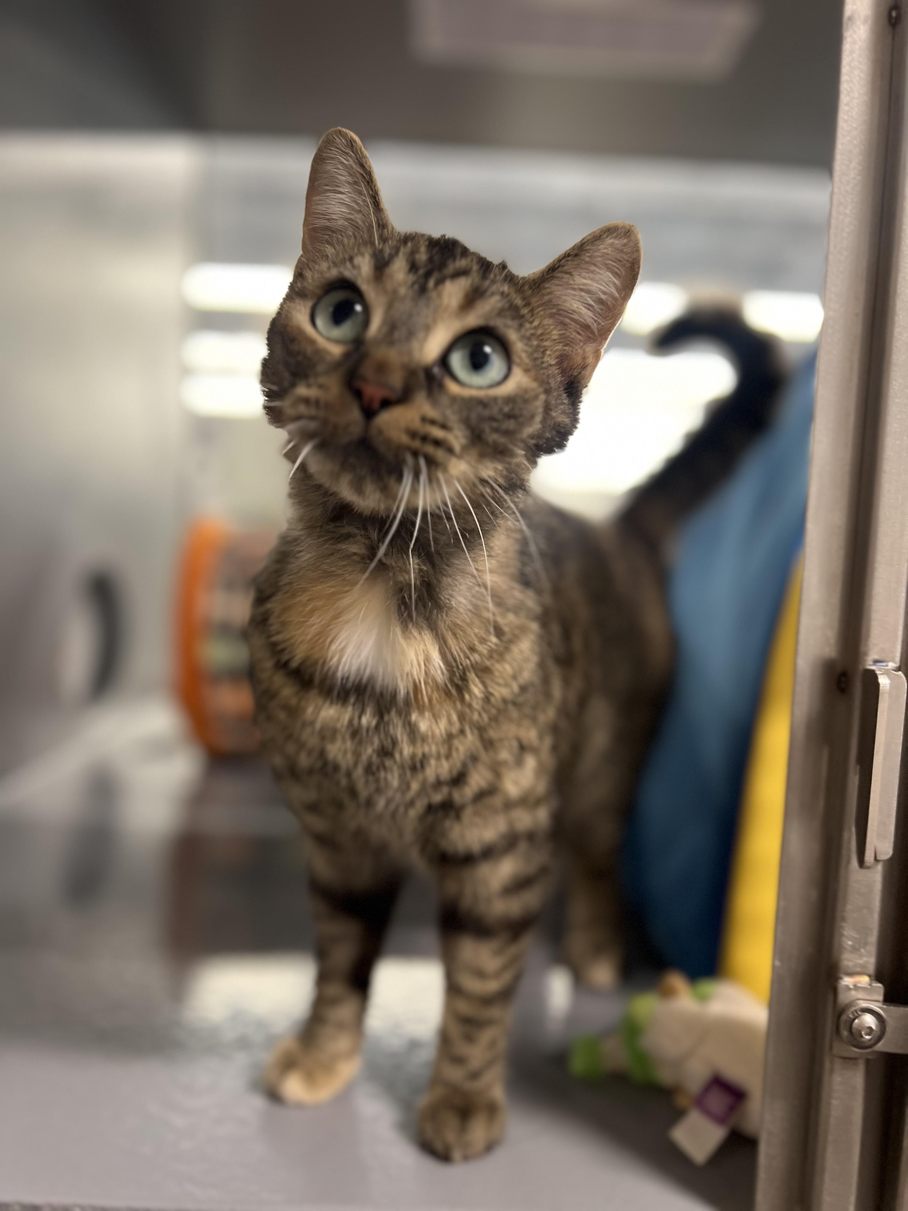 Enlarge Willow, a ADOPTABLE Domestic Short Hair in Stratford, ON image 3/3