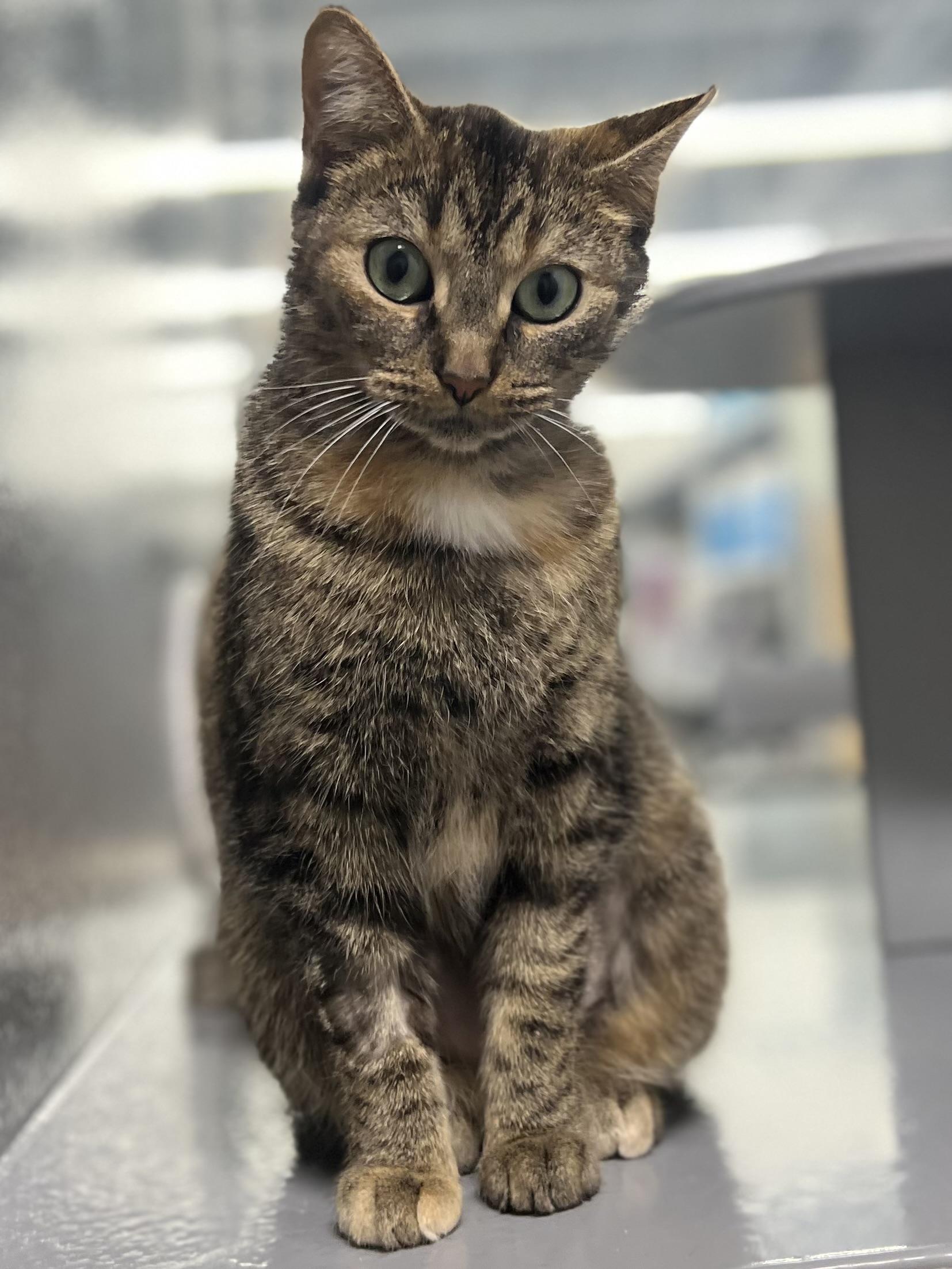 Enlarge Willow, a ADOPTABLE Domestic Short Hair in Stratford, ON image 2/3