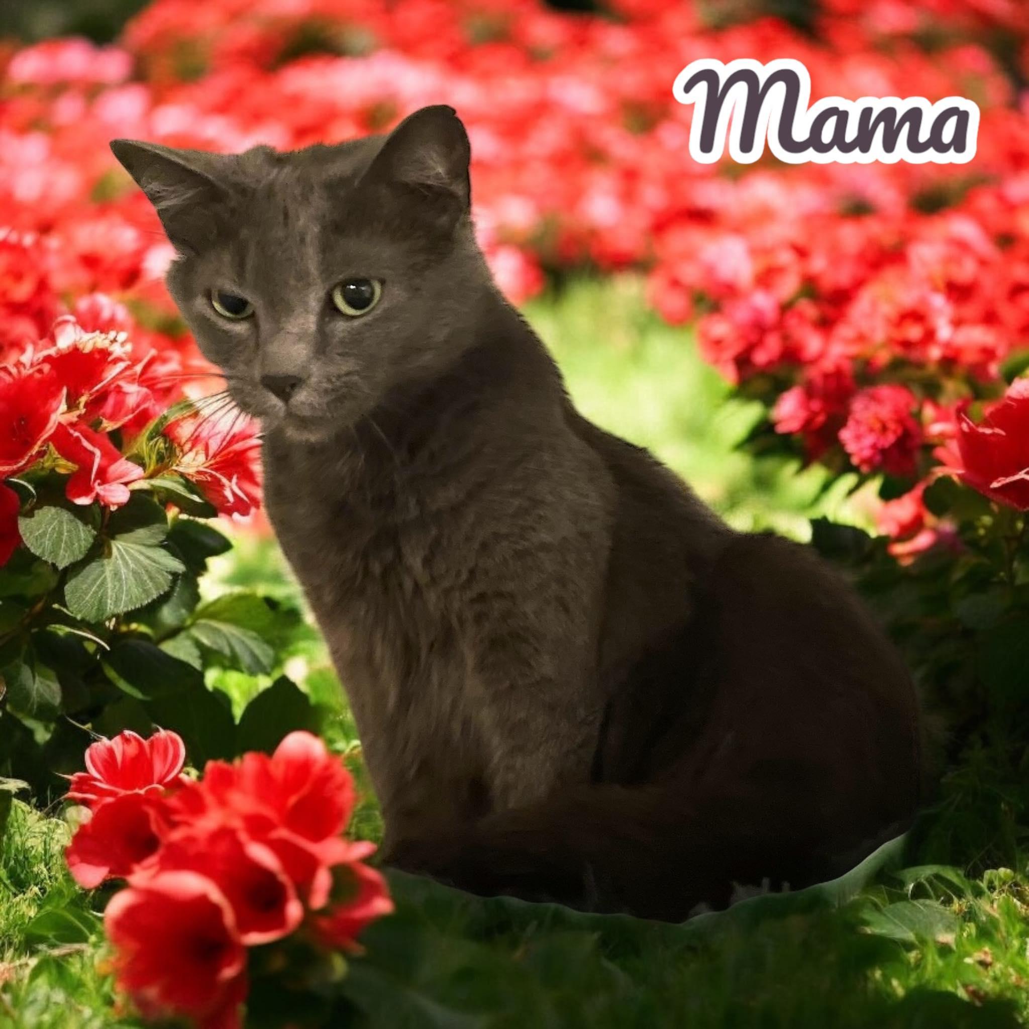 Mama  Nc thumbnail 3