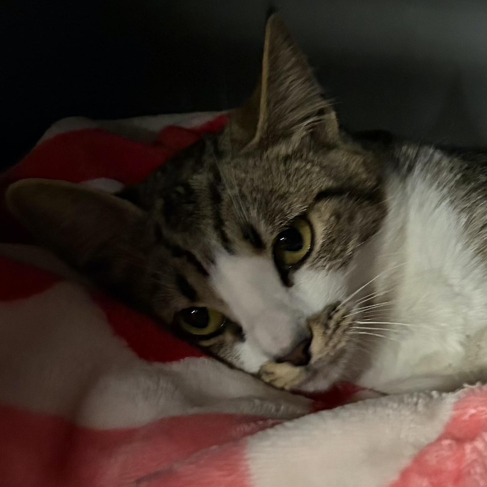 Enlarge Astrid, a ADOPTABLE Domestic Short Hair in San Diego, CA image 2/2