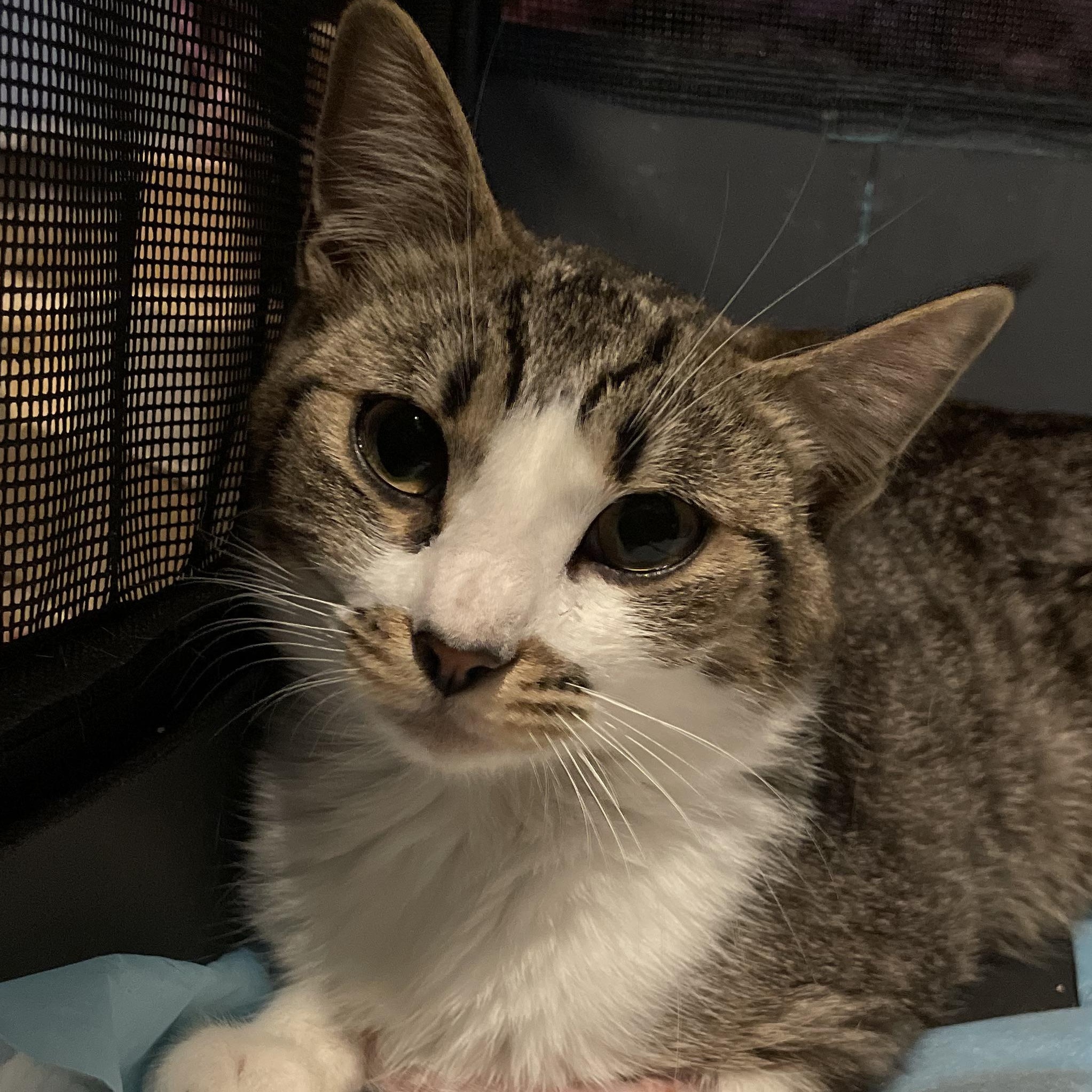 Astrid, ADOPTABLE, Young Female Domestic Short Hair.