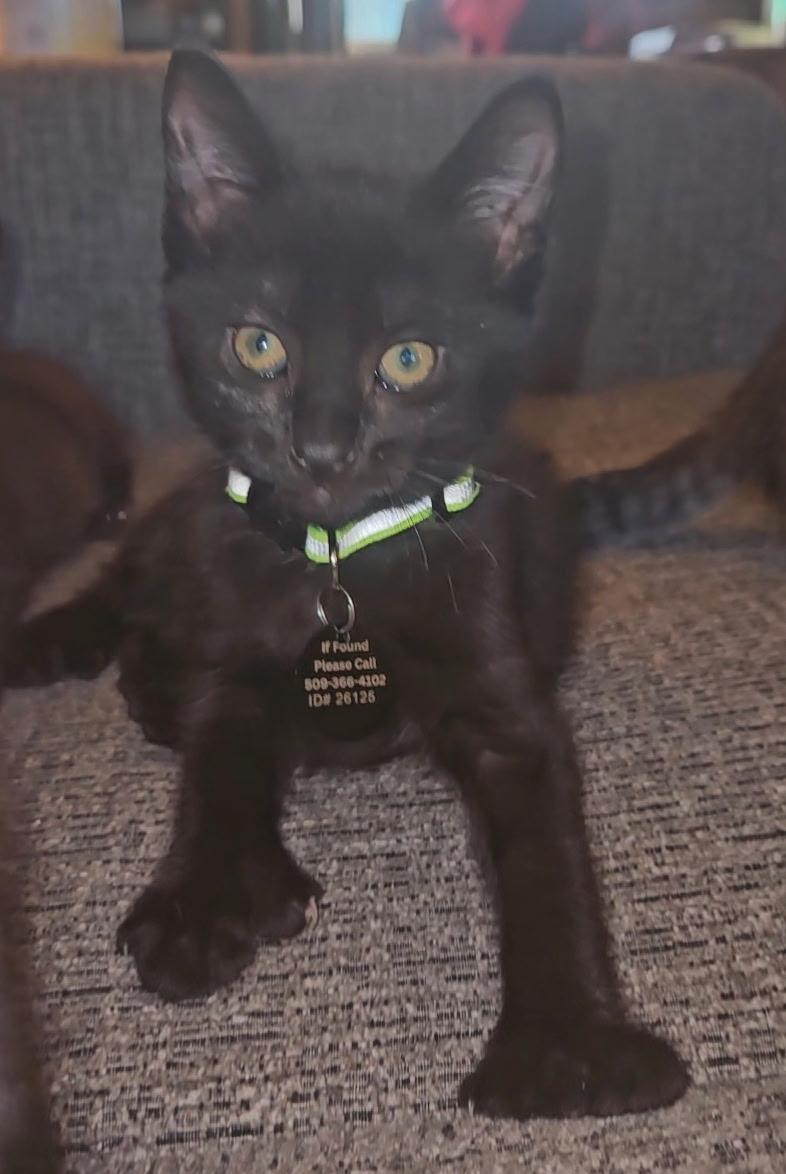David, an adopted Extra-Toes Cat / Hemingway Polydactyl in Pasco, WA image 3/5