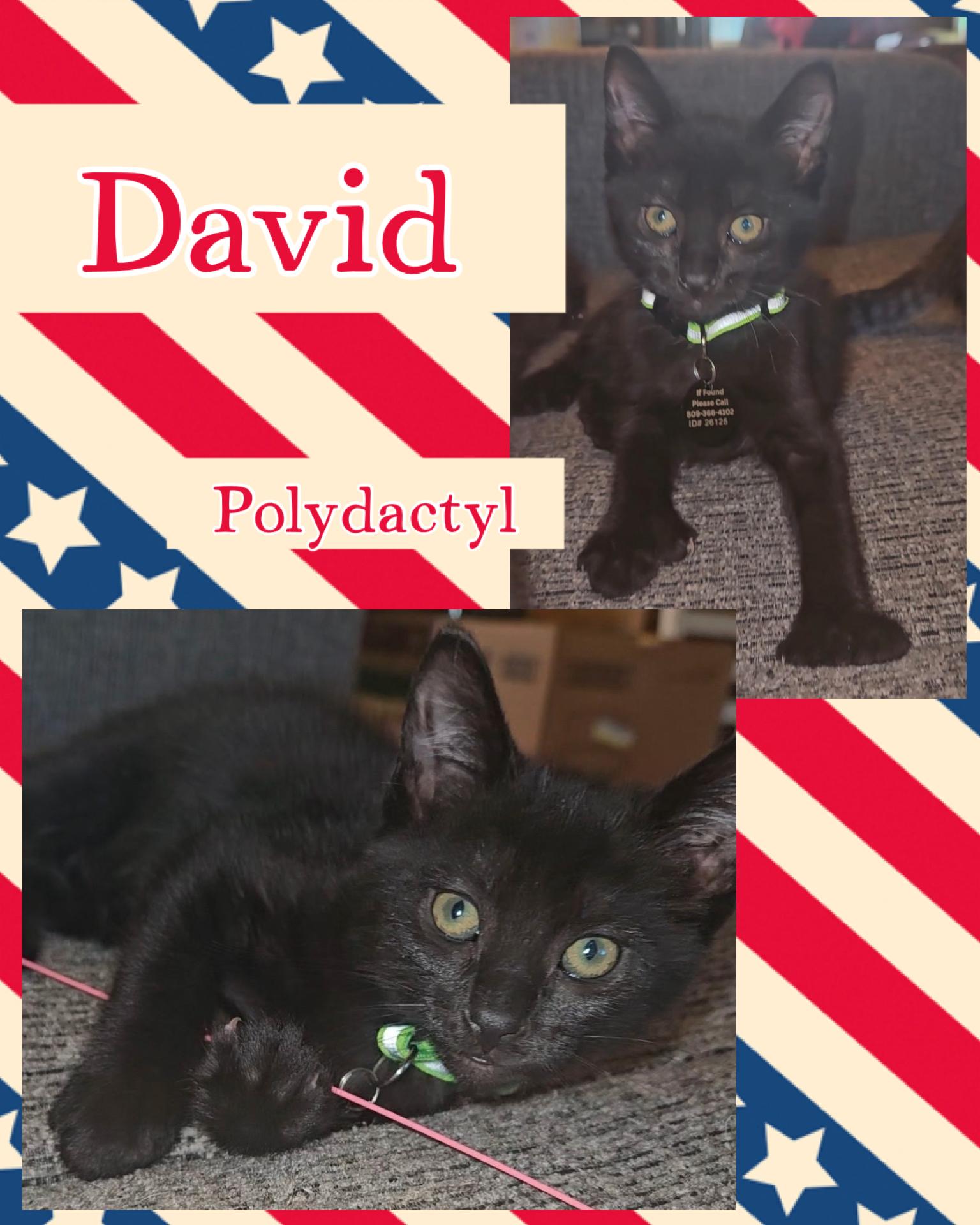David, an adopted Extra-Toes Cat / Hemingway Polydactyl in Pasco, WA image 5/5