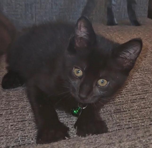 David, an adopted Extra-Toes Cat / Hemingway Polydactyl in Pasco, WA image 4/5