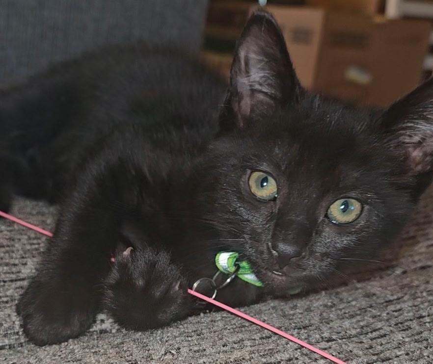 David, an adopted Extra-Toes Cat / Hemingway Polydactyl in Pasco, WA image 1/5