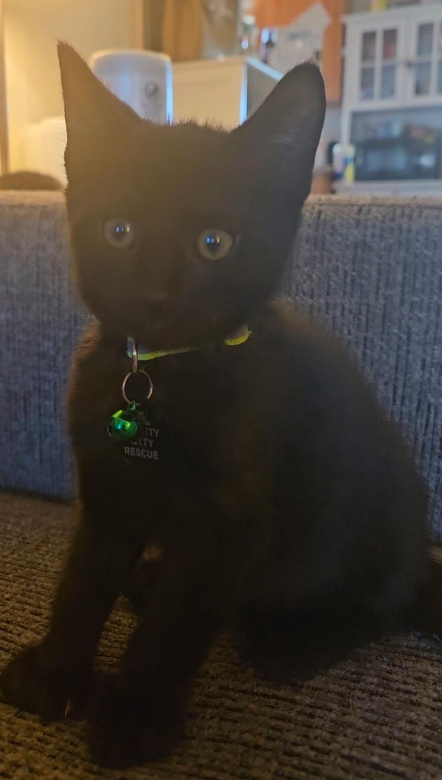 David, an adopted Extra-Toes Cat / Hemingway Polydactyl in Pasco, WA image 2/5