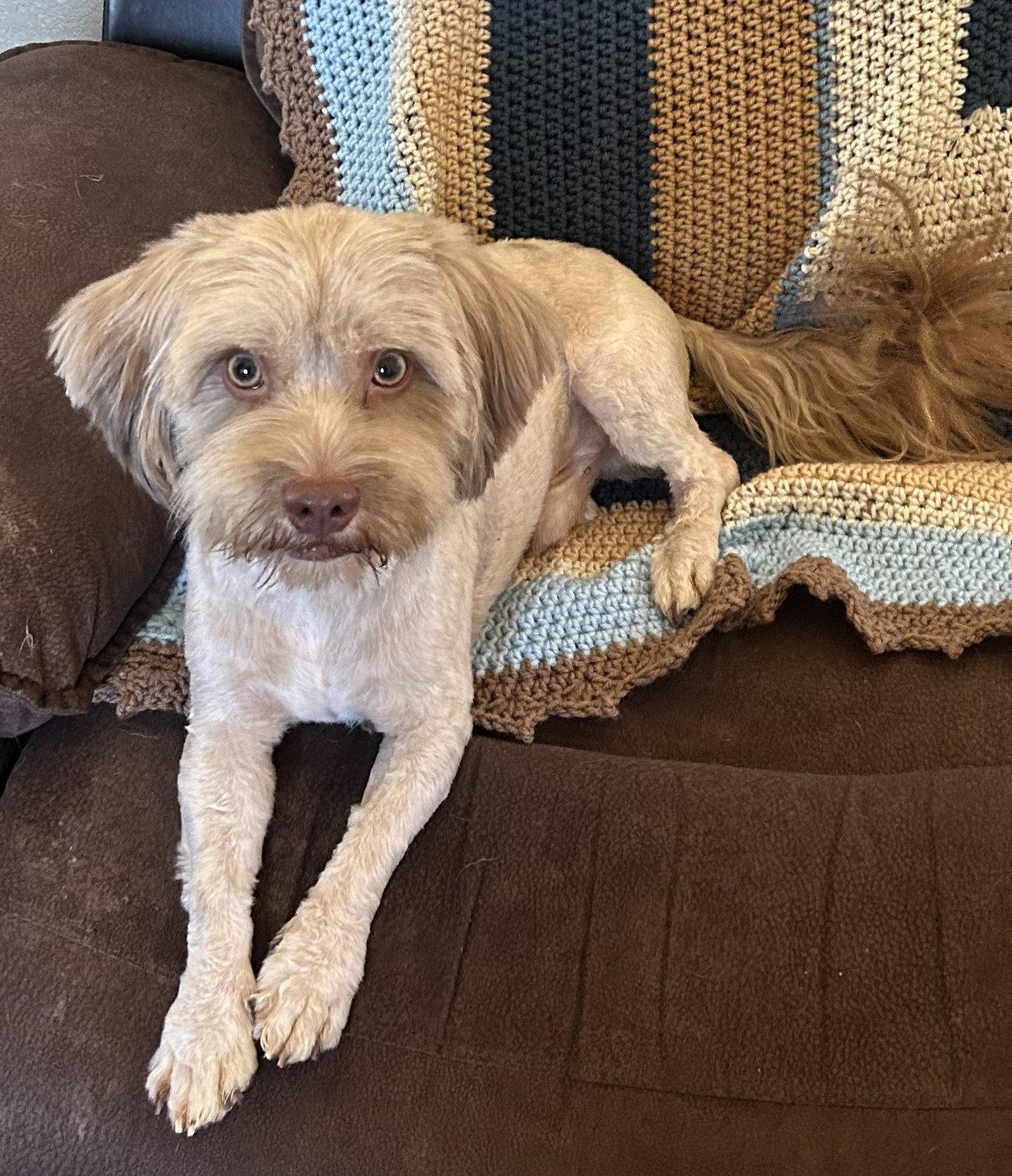 Brownie, Adoptable, Adult Male Lhasa Apso & Poodle.