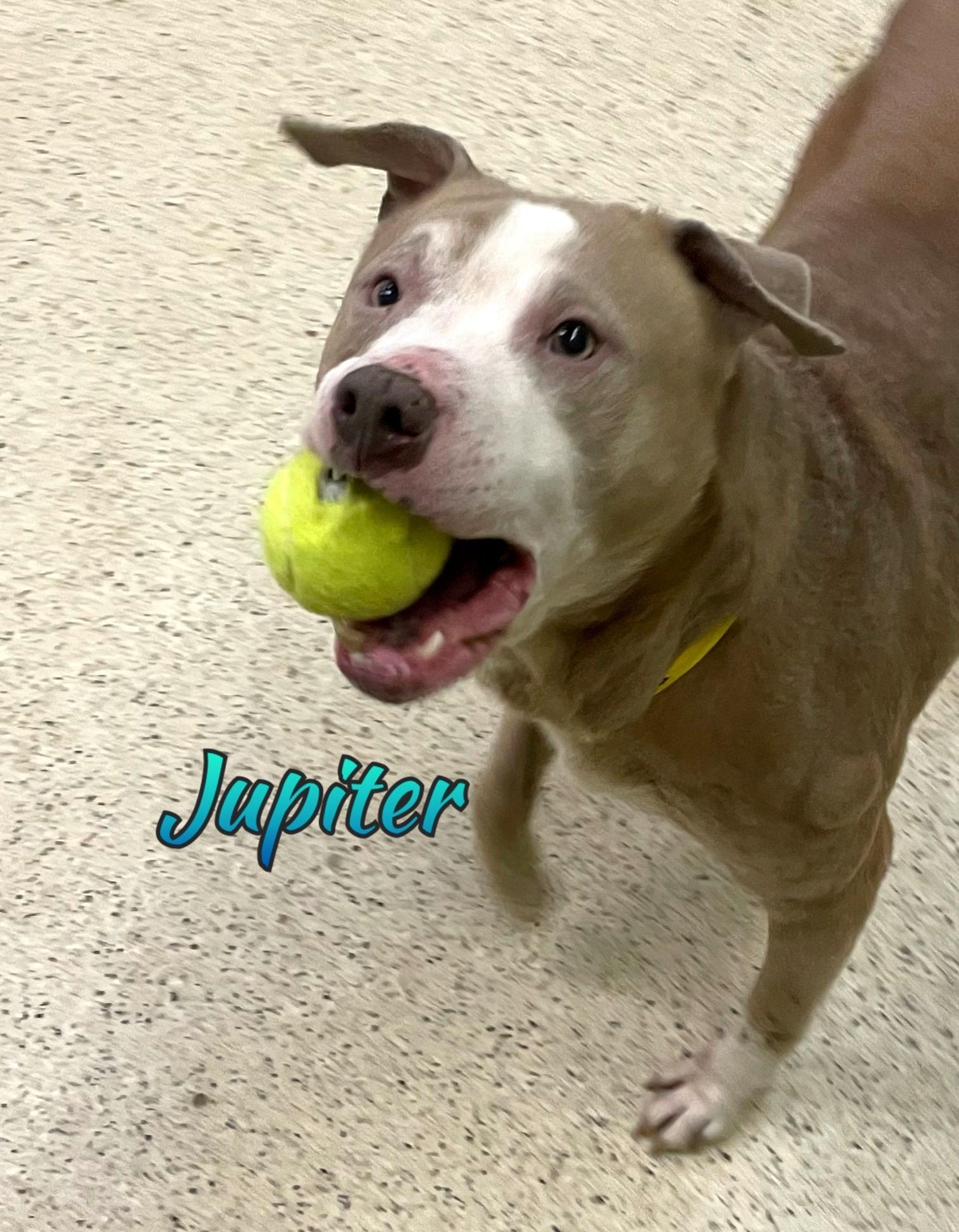 Jupiter — thumbnail 2