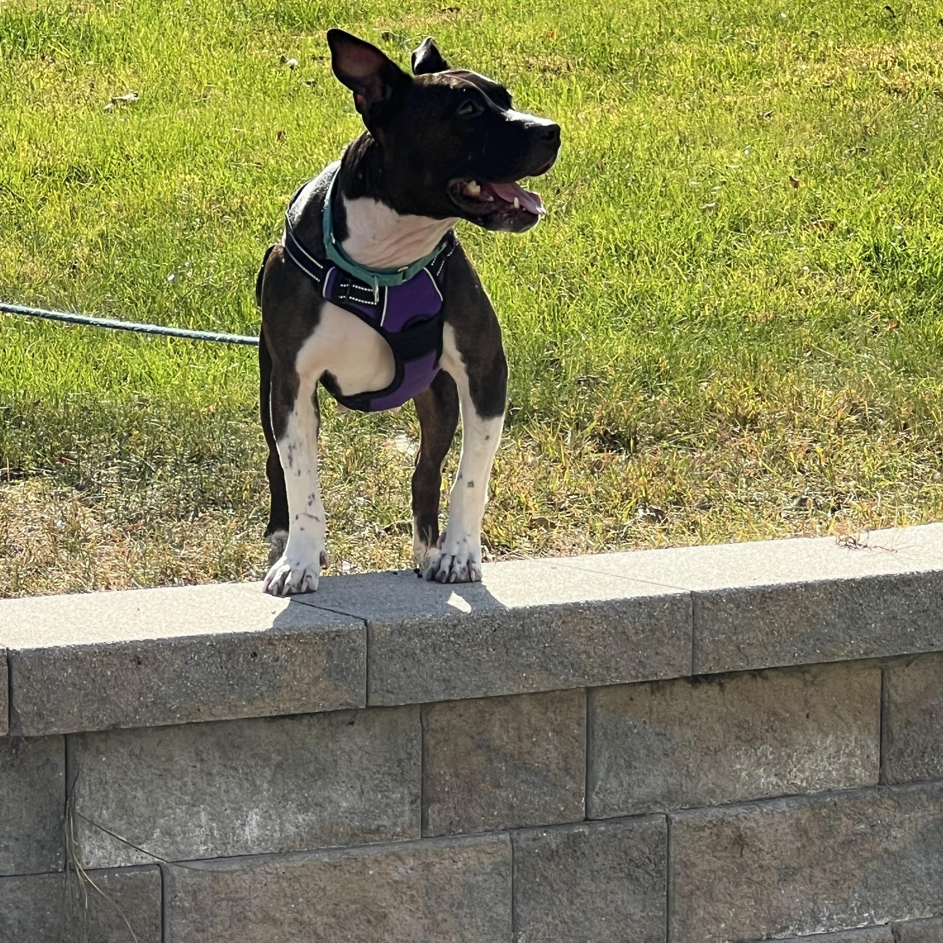 Enlarge Mila, a Adoptable mixed breed in Philadelphia, PA image 2/6