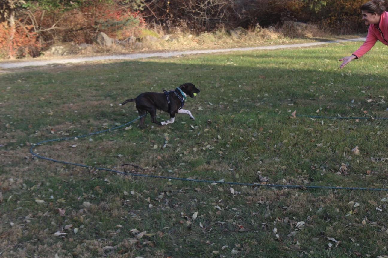 Enlarge Mila, a Adoptable mixed breed in Philadelphia, PA image 3/6