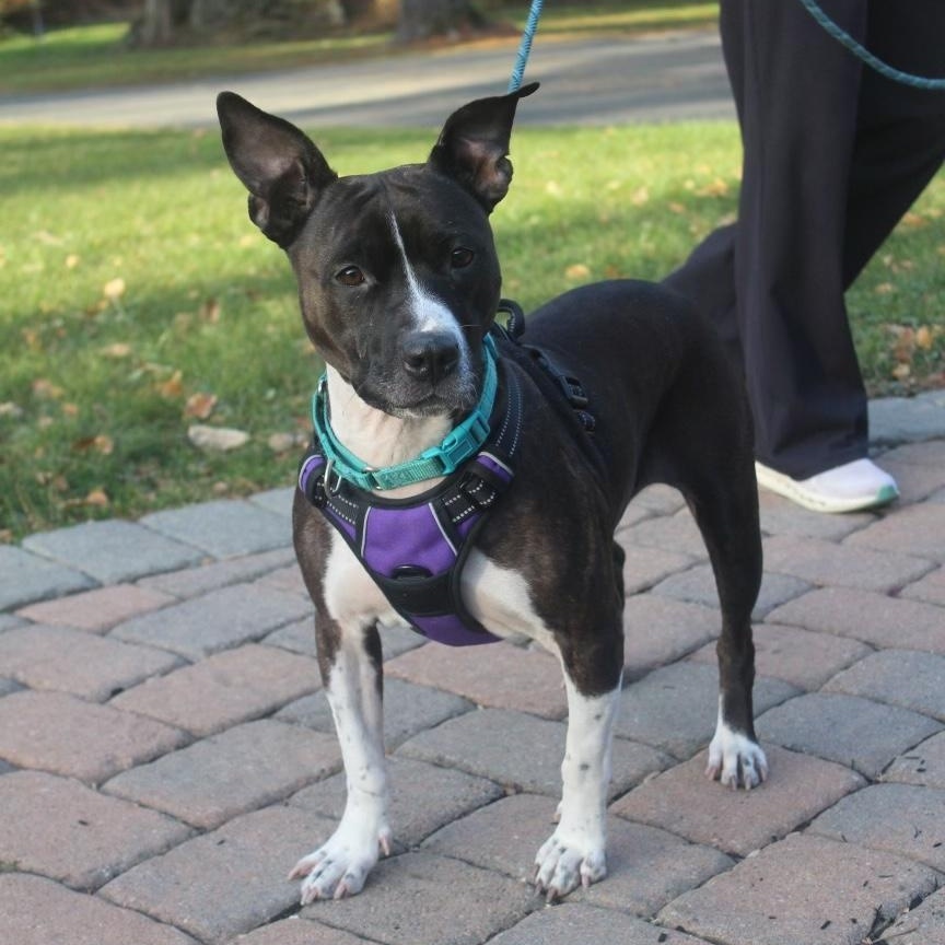 Enlarge Mila, a Adoptable mixed breed in Philadelphia, PA image 1/6