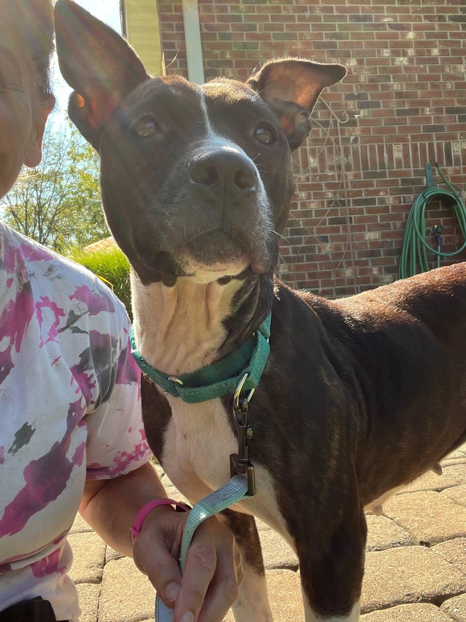 Enlarge Mila, a Adoptable mixed breed in Philadelphia, PA image 4/6