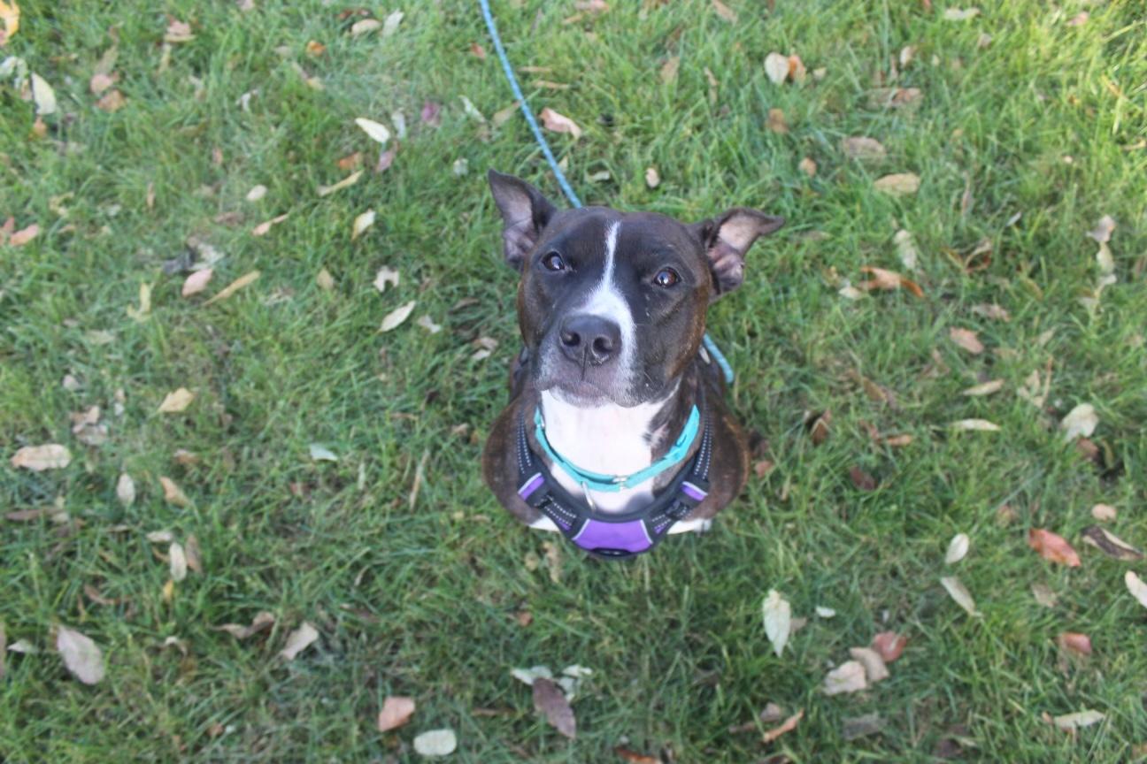 Enlarge Mila, a Adoptable mixed breed in Philadelphia, PA image 5/6